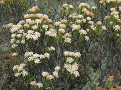 Pimelea traversii