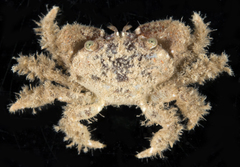 Pilodius miersi