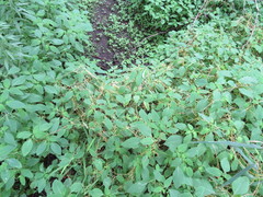 Smicronyx sculpticollis