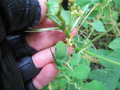 Smicronyx sculpticollis