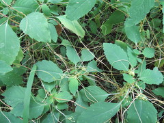 Smicronyx sculpticollis