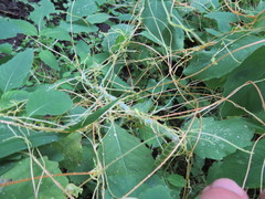 Smicronyx sculpticollis