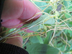 Smicronyx sculpticollis