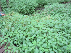 Smicronyx sculpticollis