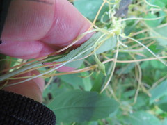 Smicronyx sculpticollis