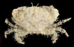 Leptodius sanguineus