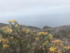 Acmispon dendroideus dendroideus