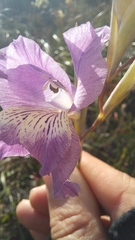 Gladiolus mutabilis