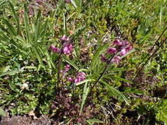 Pedicularis ornithorhynchos