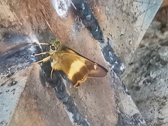 Hasora schoenherr chuza