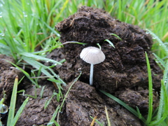 Bolbitius coprophilus