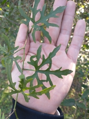 Cucurbitella asperata