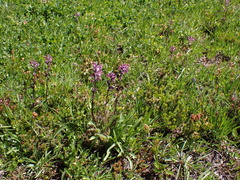 Pedicularis ornithorhynchos