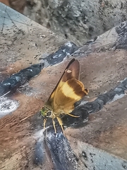 Hasora schoenherr chuza