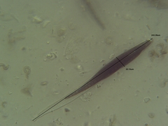 Geoglossum difforme