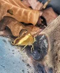 Hasora schoenherr chuza