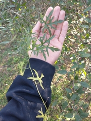 Cucurbitella asperata