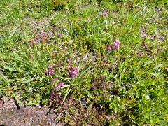 Pedicularis ornithorhynchos