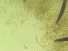 Geoglossum difforme