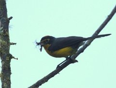 Myioborus melanocephalus