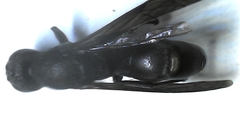 Allorhynchium argentatum