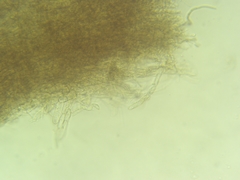 Geoglossum difforme