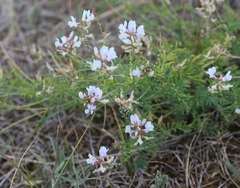 Astragalus clerceanus
