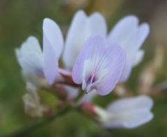Astragalus clerceanus