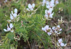 Astragalus clerceanus