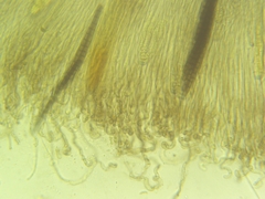 Geoglossum difforme
