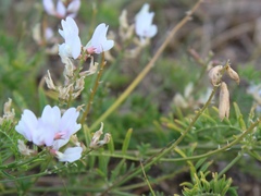 Astragalus clerceanus