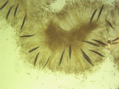 Geoglossum difforme