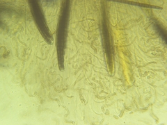 Geoglossum difforme