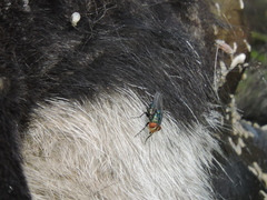 Cochliomyia