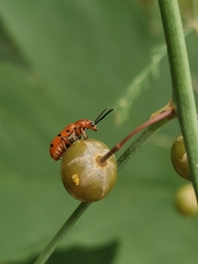 Crioceris duodecimpunctata