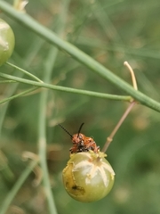 Crioceris duodecimpunctata