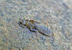 Ophiogomphus howei