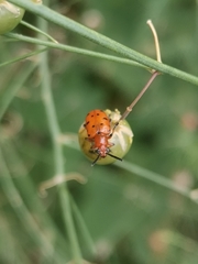 Crioceris duodecimpunctata