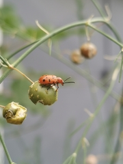 Crioceris duodecimpunctata