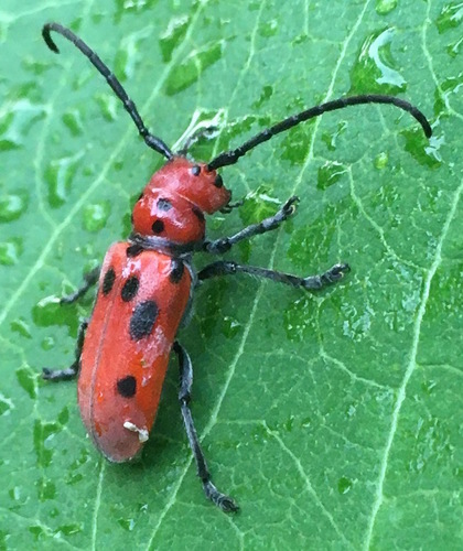 Red Milkweed Beetle, photo 7 of 7