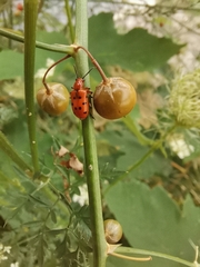 Crioceris duodecimpunctata