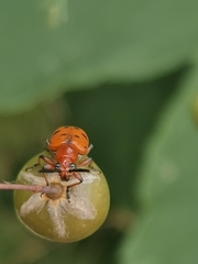 Crioceris duodecimpunctata