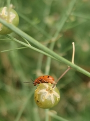 Crioceris duodecimpunctata