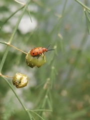 Crioceris duodecimpunctata