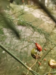 Crioceris duodecimpunctata