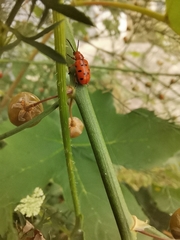 Crioceris duodecimpunctata