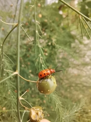 Crioceris duodecimpunctata