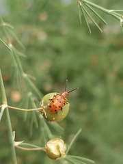 Crioceris duodecimpunctata