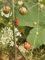 Crioceris duodecimpunctata