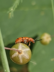 Crioceris duodecimpunctata